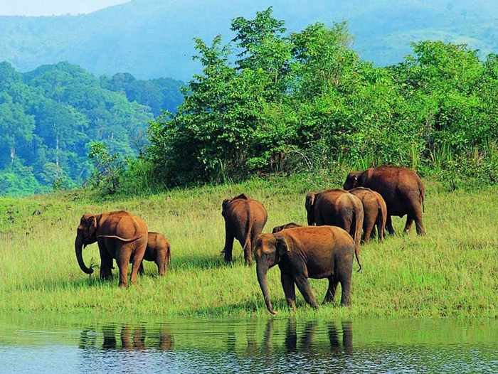 Periyar National Park
