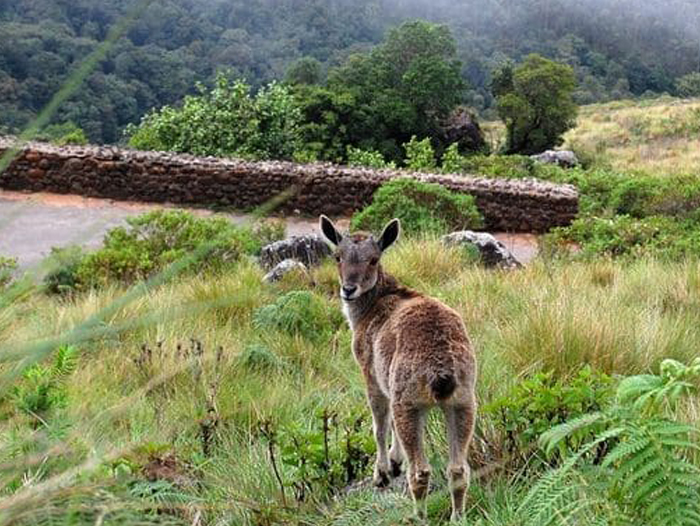 Eravikulam National Park